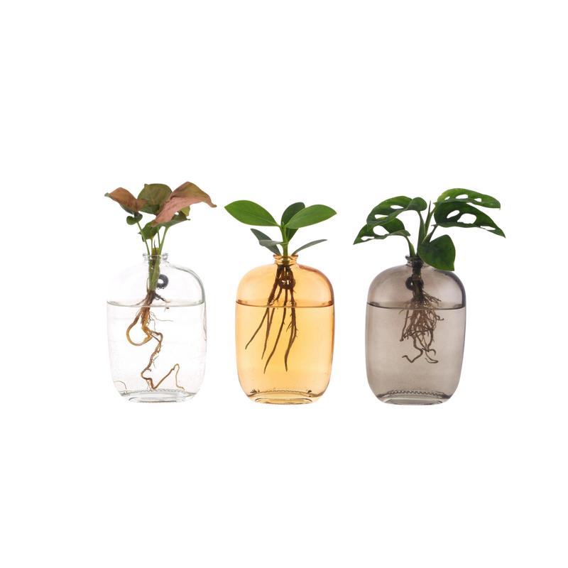 Kamerplanten Mix in Santiago Glas Wall Art