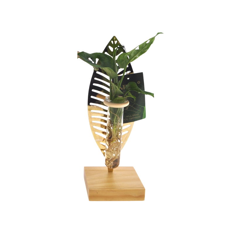 Kamerplanten Mix in Verona Glas