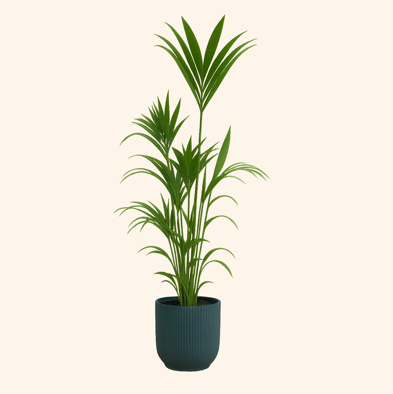 Kentia palm | Elho Vibes Fold Round