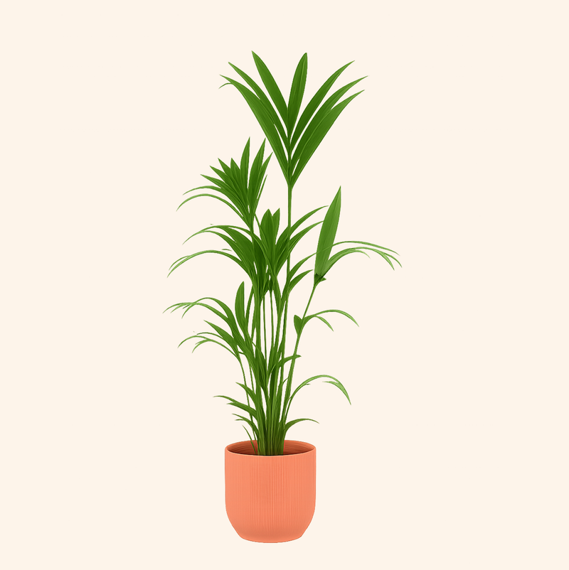 Kentia palm | Elho Vibes Fold Round