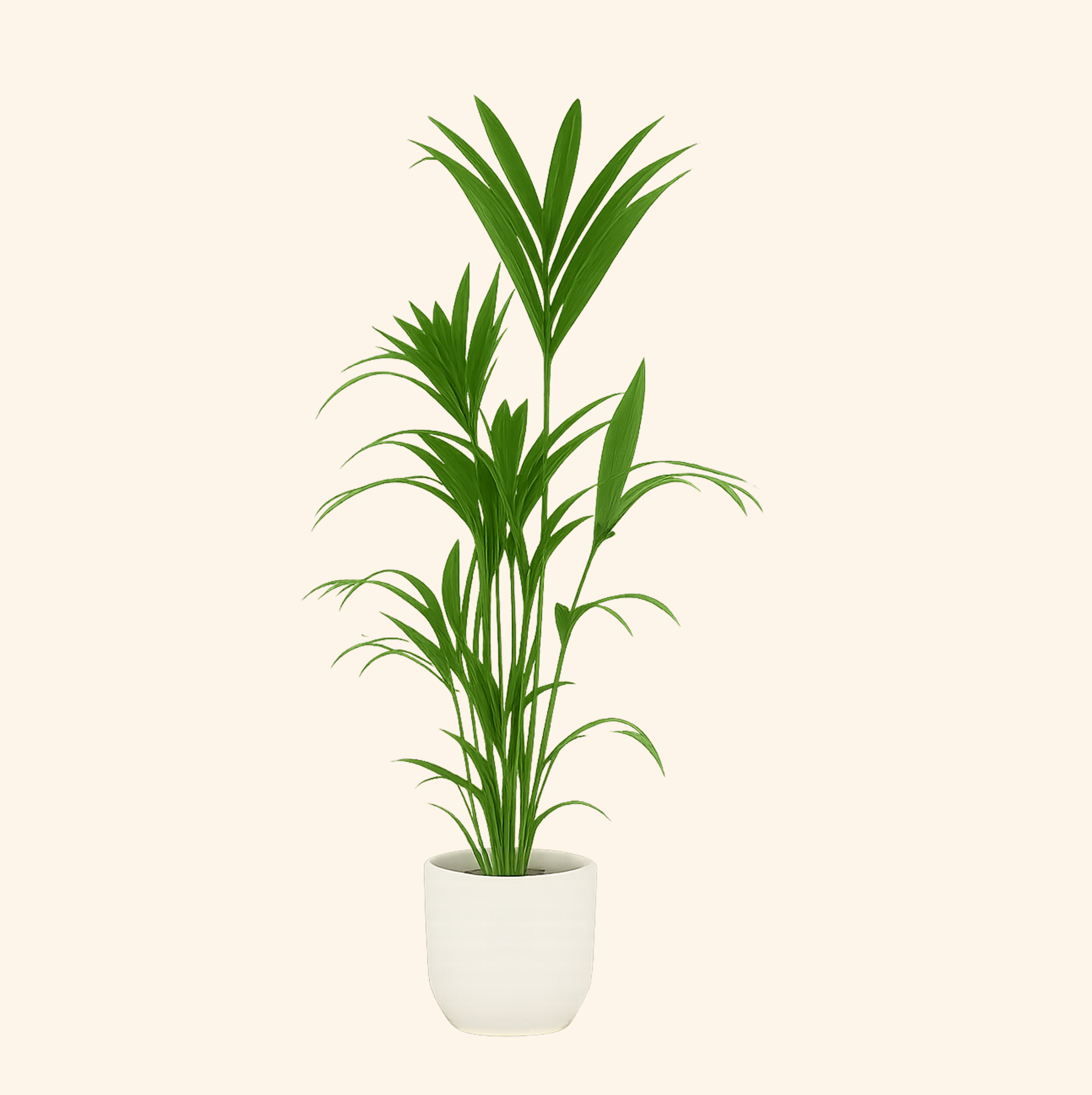Kentia palm | Elho Vibes Fold Round