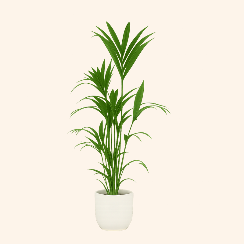Kentia palm | Elho Vibes Fold Round