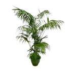 Kentia Palm XXL