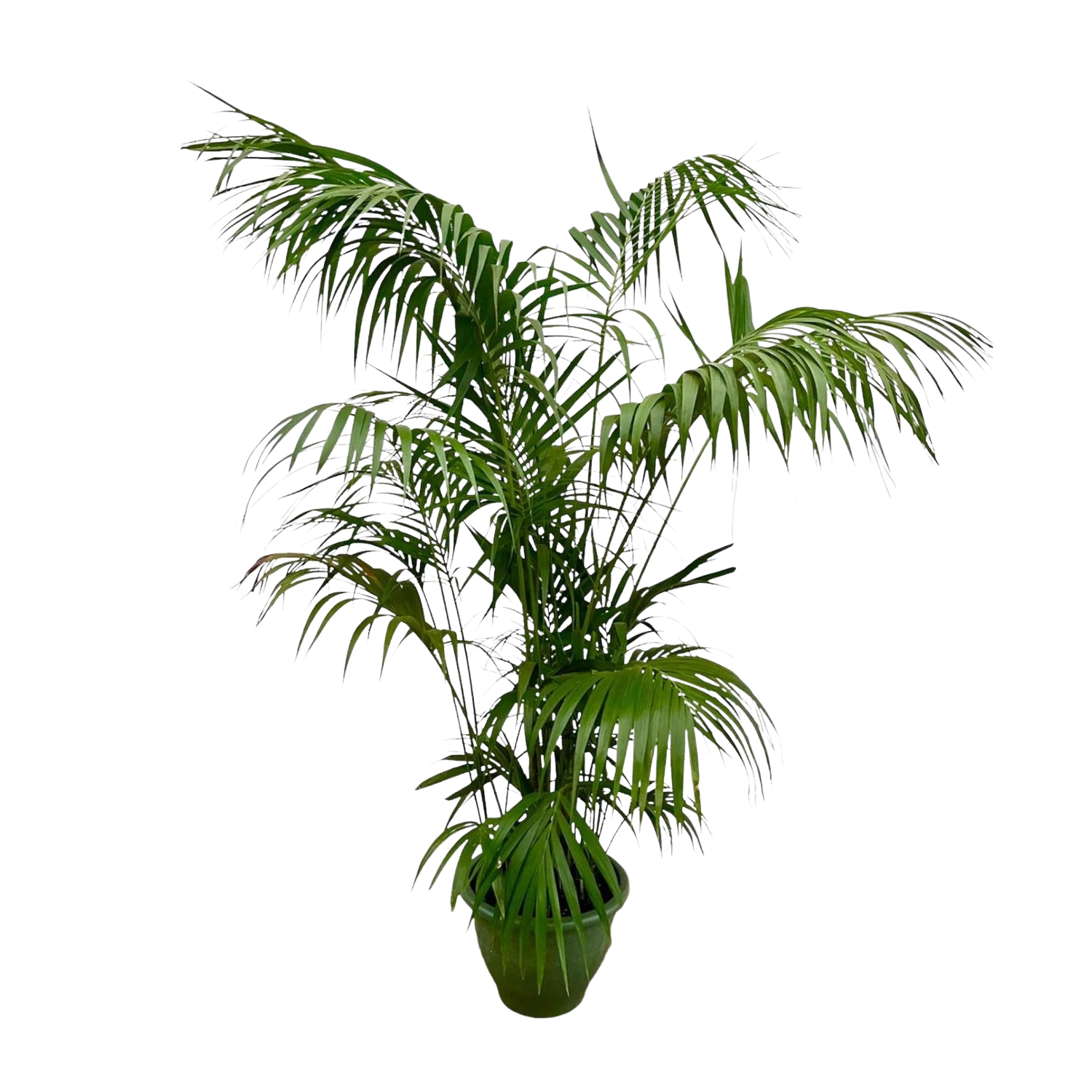 Kentia Palm XXL