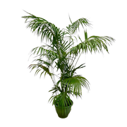 Kentia Palm XXL