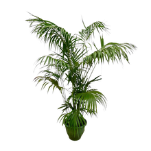Kentia Palm XXL