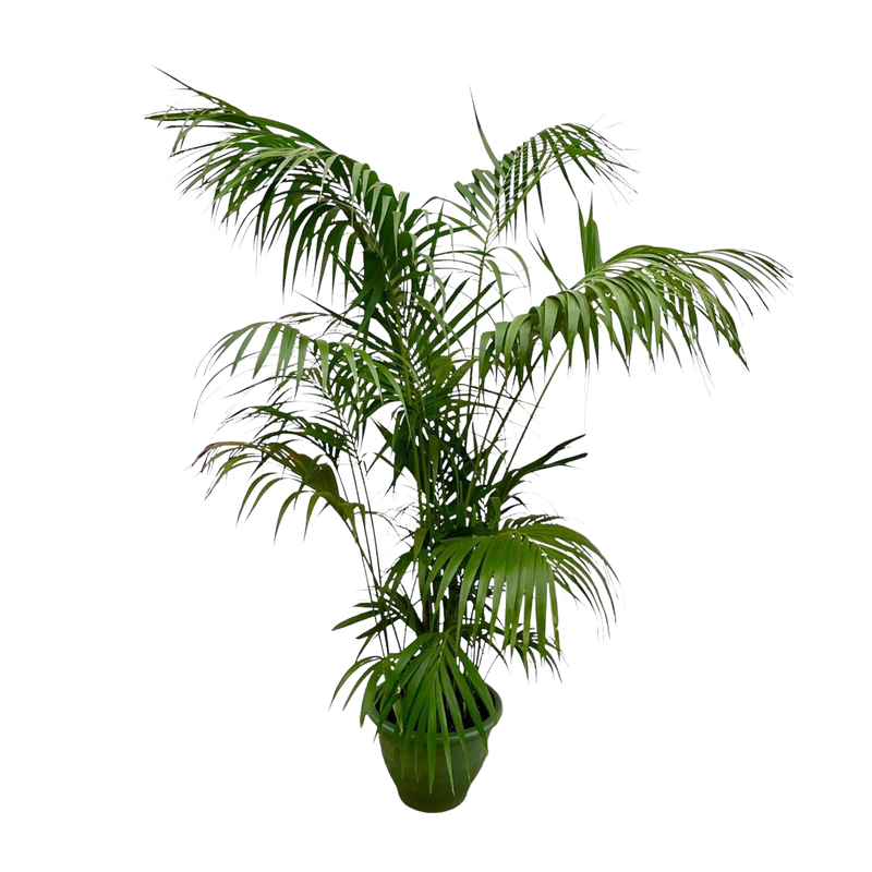 Kentia Palm XXL