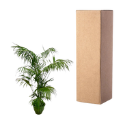 Kentia Palm XXL