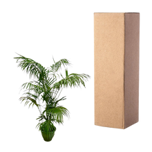 Kentia Palm XXL