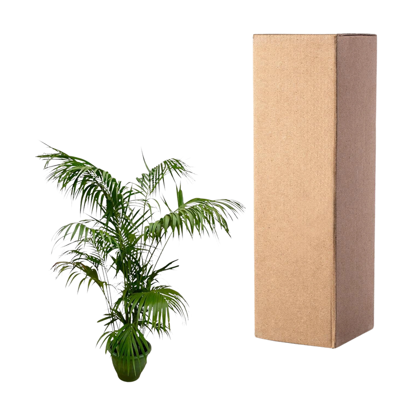 Kentia Palm XXL
