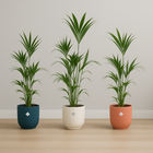 Kentia palm | Elho Vibes Fold Round