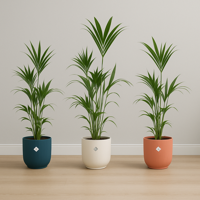 Kentia palm | Elho Vibes Fold Round