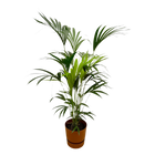 Kentia palm | Elho Greenville Round