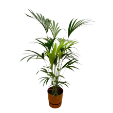 Kentia palm | Elho Greenville Round