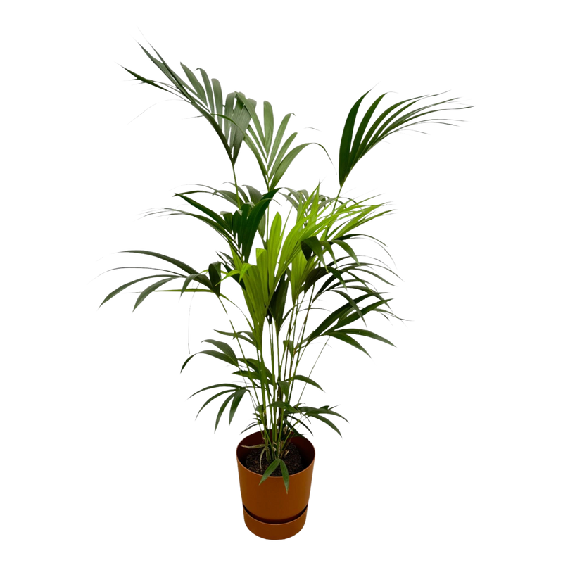 Kentia palm | Elho Greenville Round