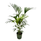 Kentia palm | Elho Greenville Round