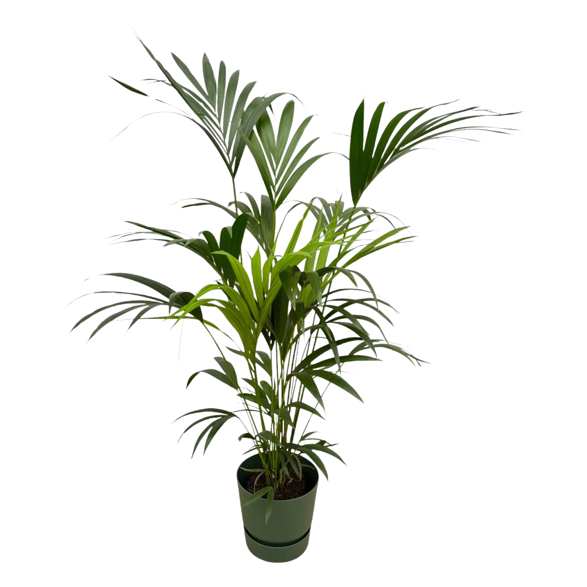 Kentia palm | Elho Greenville Round