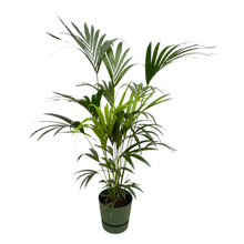 Kentia palm | Elho Greenville Round