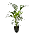 Kentia palm | Elho Greenville Round