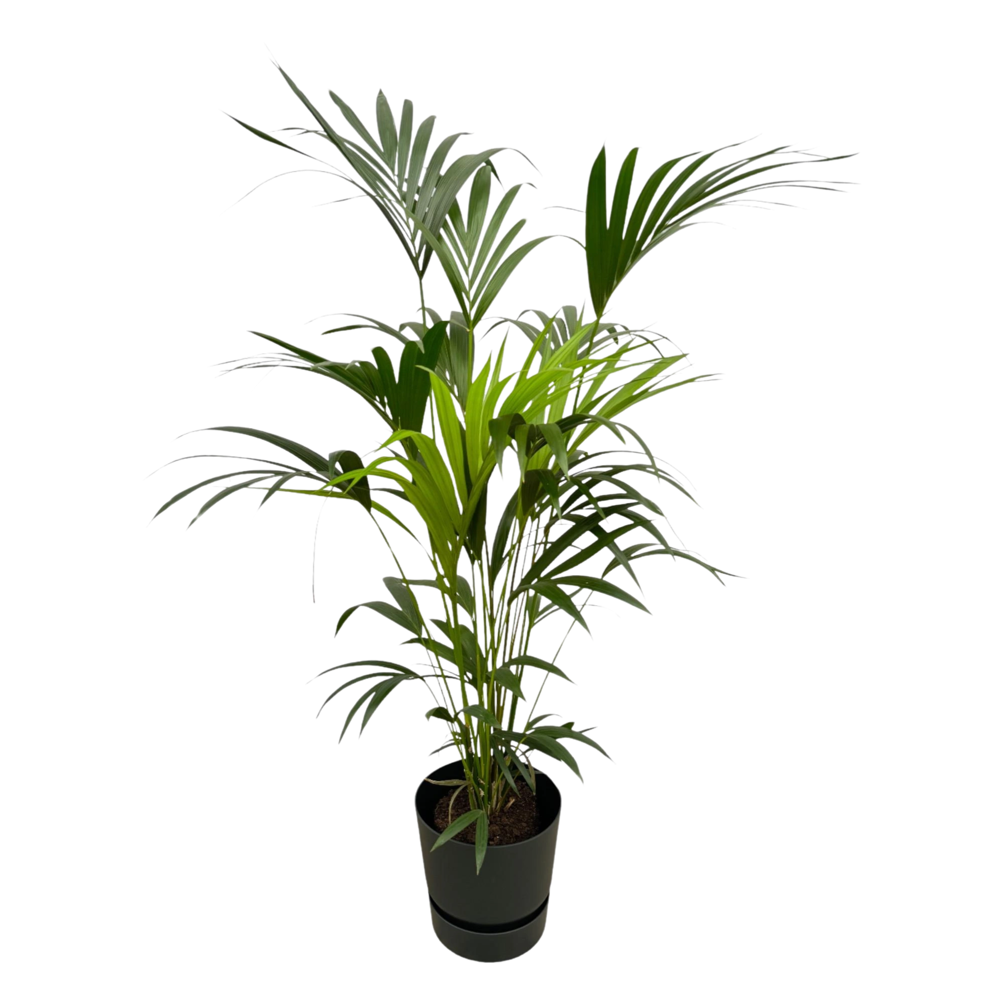 Kentia palm | Elho Greenville Round