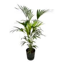 Kentia palm | Elho Greenville Round