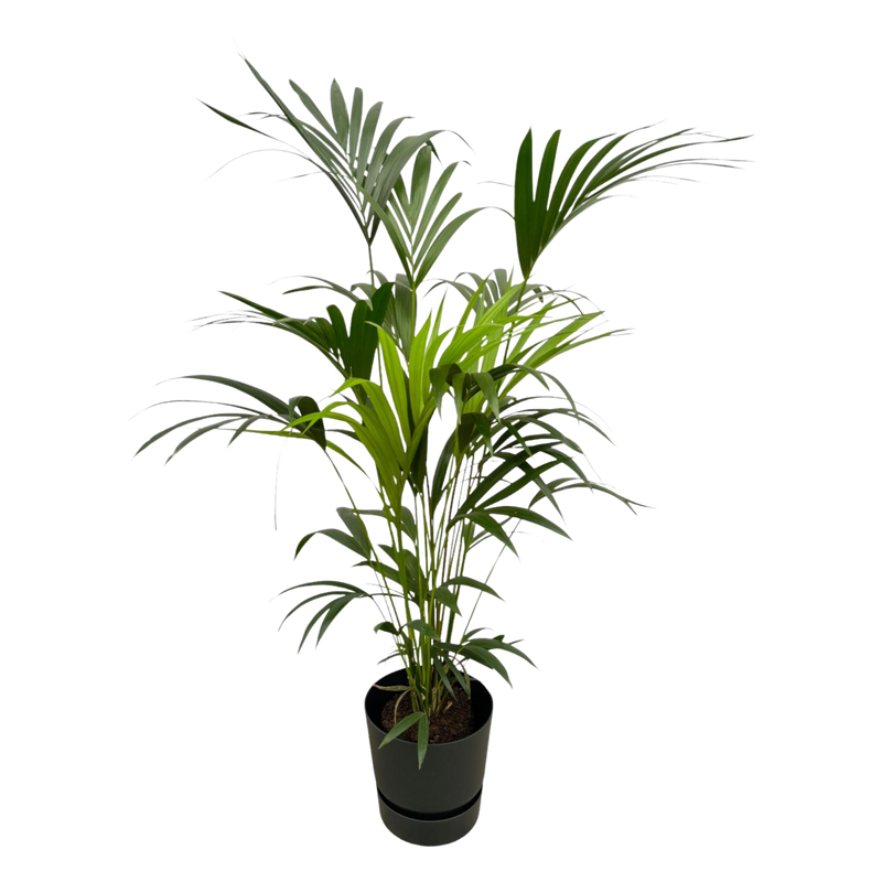 Kentia palm | Elho Greenville Round