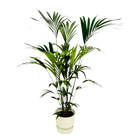 Kentia palm | Elho Greenville Round