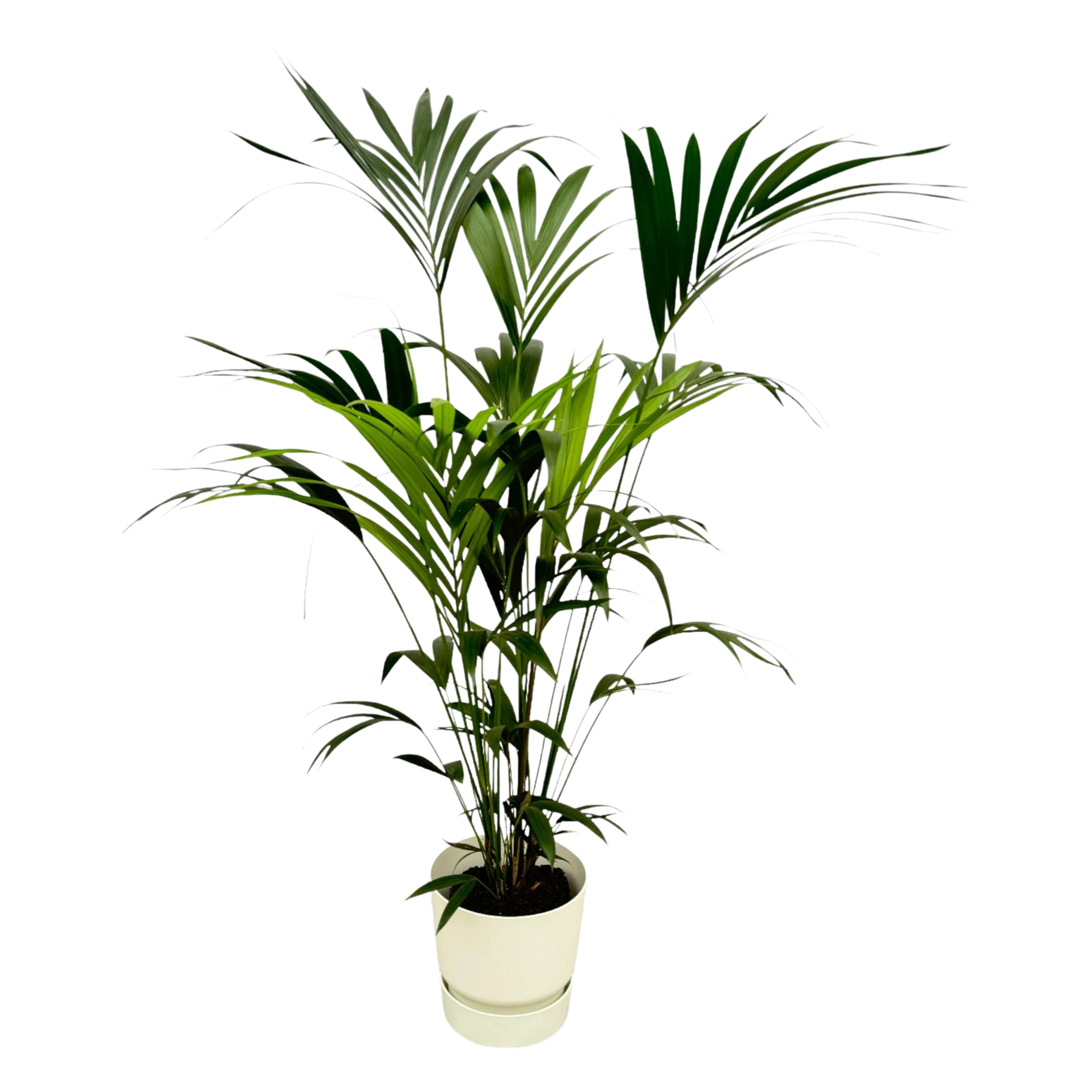 Kentia palm | Elho Greenville Round