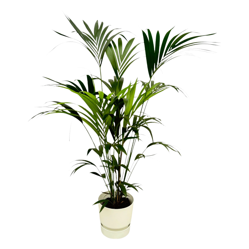 Kentia palm | Elho Greenville Round