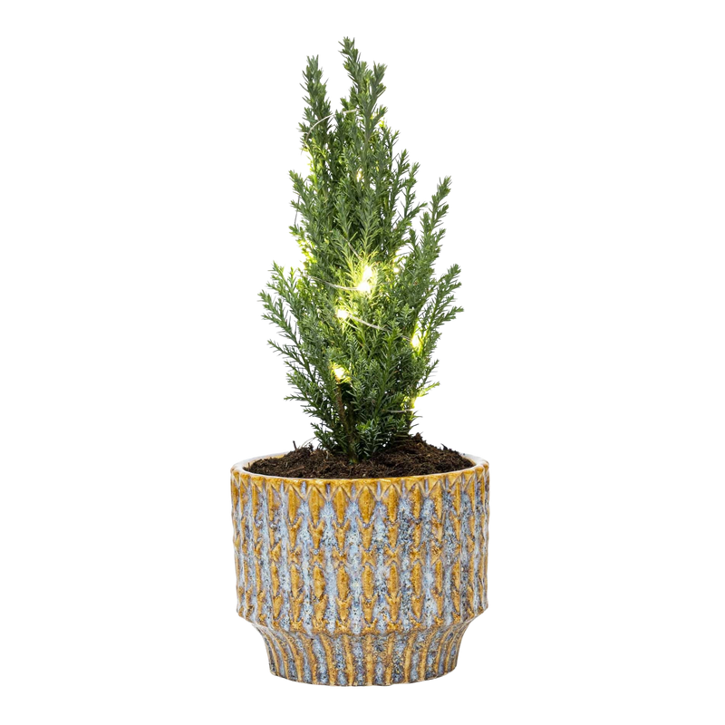 Kerstboom Ellwoodii - Pot Echo + LED