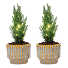 Kerstboom Ellwoodii set - Pot Echo + 20 LED