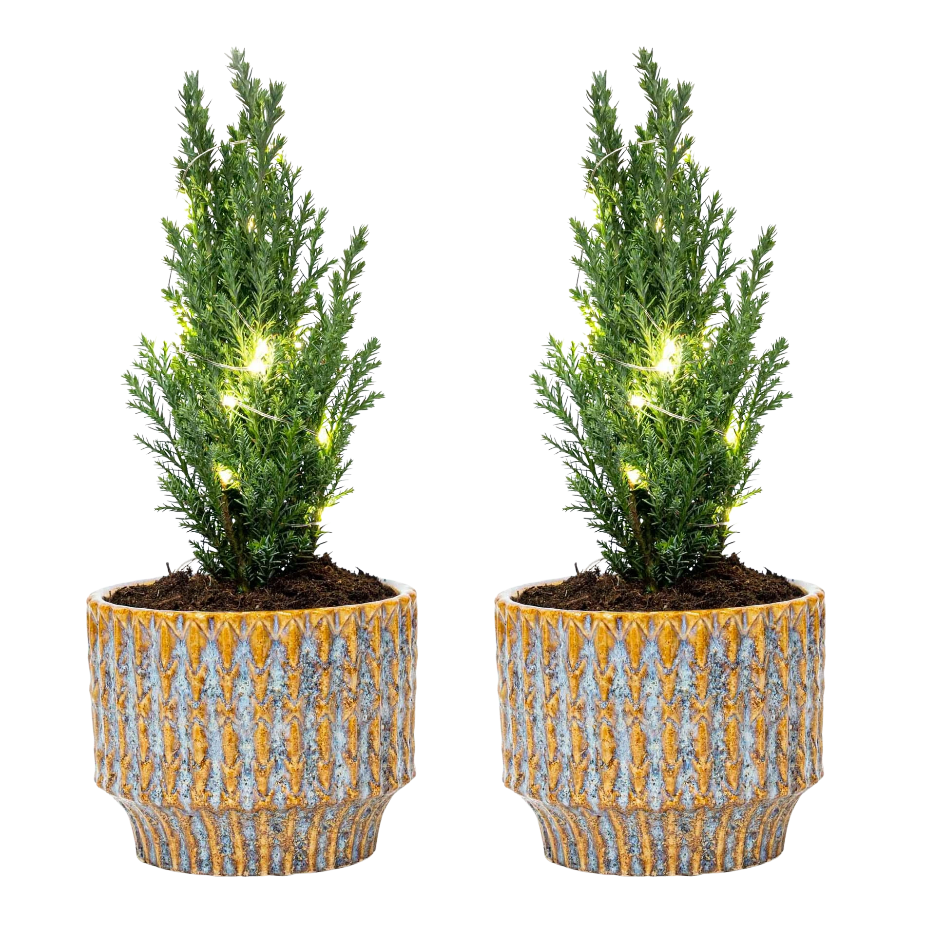 Kerstboom Ellwoodii set - Pot Echo + 20 LED