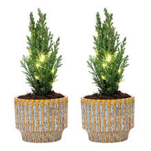 Kerstboom Ellwoodii set - Pot Echo + 20 LED