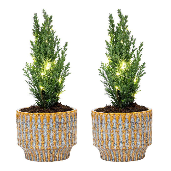 Kerstboom Ellwoodii set - Pot Echo + 20 LED