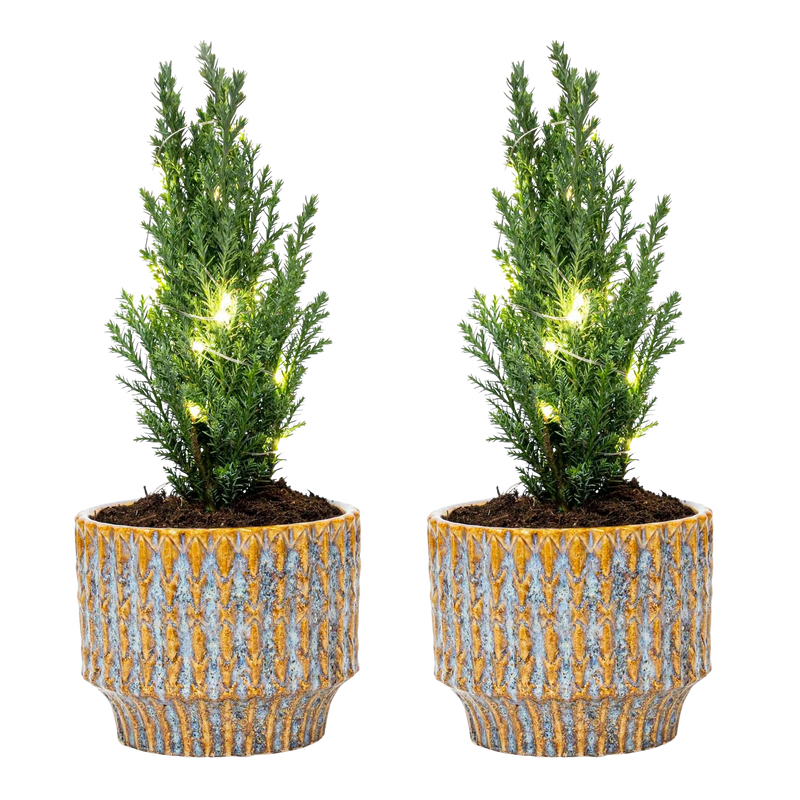 Kerstboom Ellwoodii set - Pot Echo + 20 LED