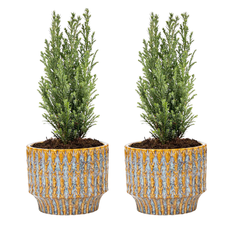 Kerstboom Ellwoodii set van 2 + Pot Echo