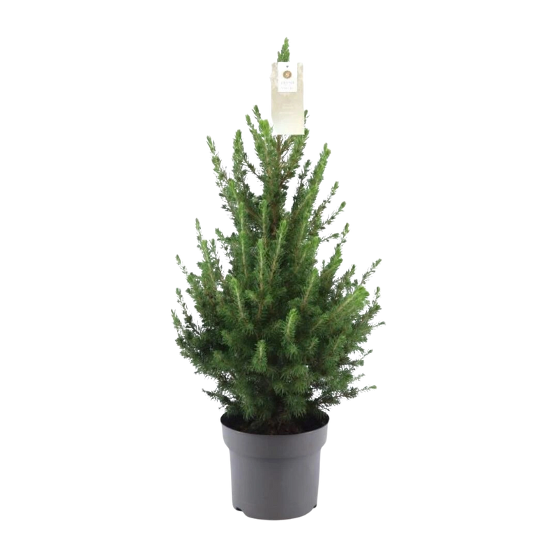 Kleine Kerstboom Picea glauca Conica