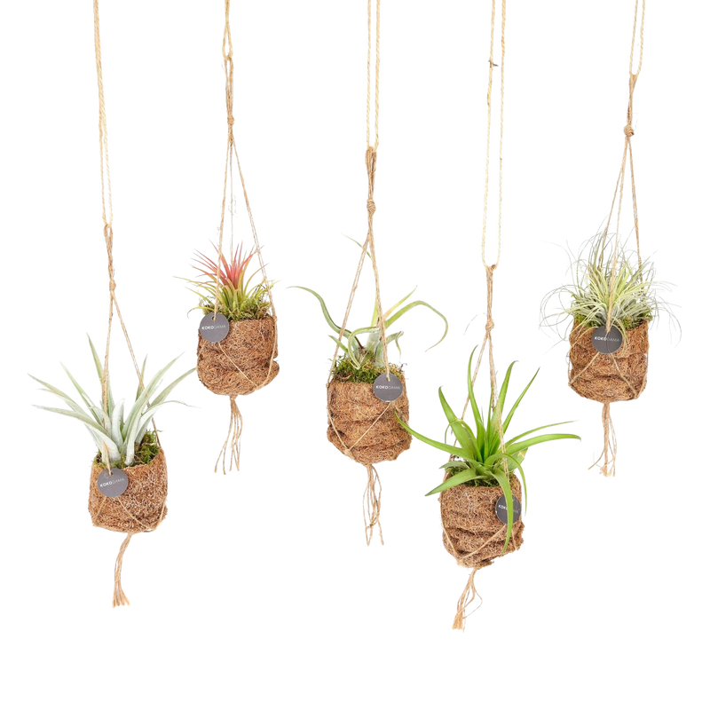Kokodama Birdnest Tillandsia Mix – 8 Stuks