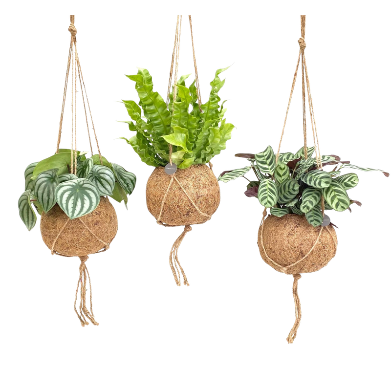 Kokodama Jungle Mix – 3 Stuks