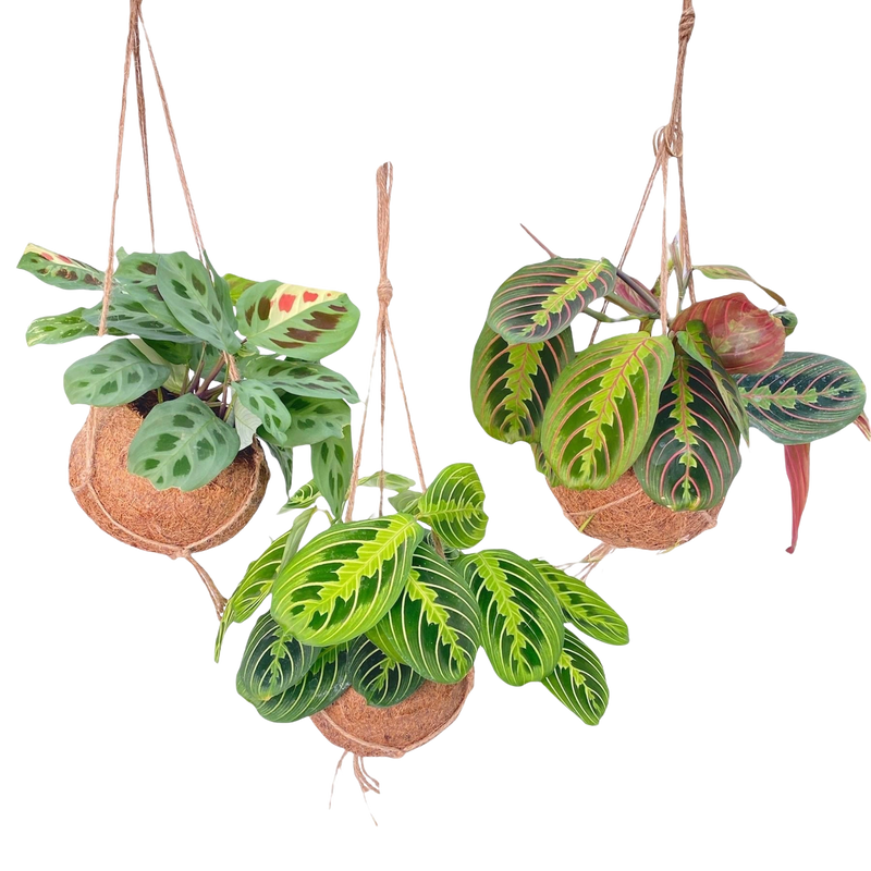 Kokodama Maranta Mix – 3 Stuks