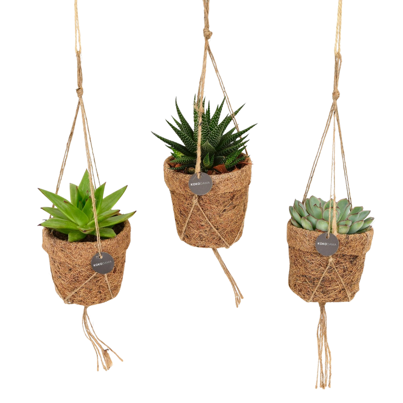Kokopot String Succulent Mix – 3 Stuks