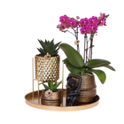 Kolibri Company Gift Set Hotel Chic – Orchidee Morelia & Succulenten met sierpotten