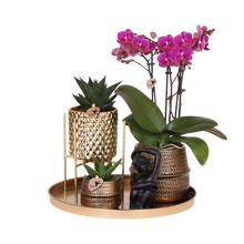 Kolibri Company Gift Set Hotel Chic – Orchidee Morelia & Succulenten met sierpotten
