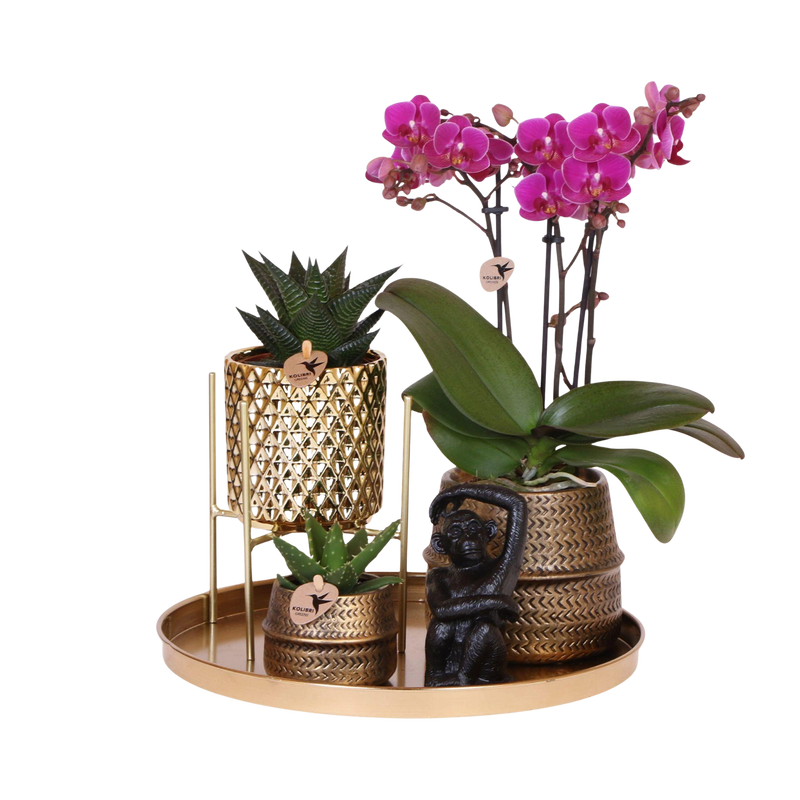 Kolibri Company Gift Set Hotel Chic – Orchidee Morelia & Succulenten met sierpotten