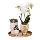 Kolibri Company – Gift set Luxury Living met witte Phalaenopsis en succulenten