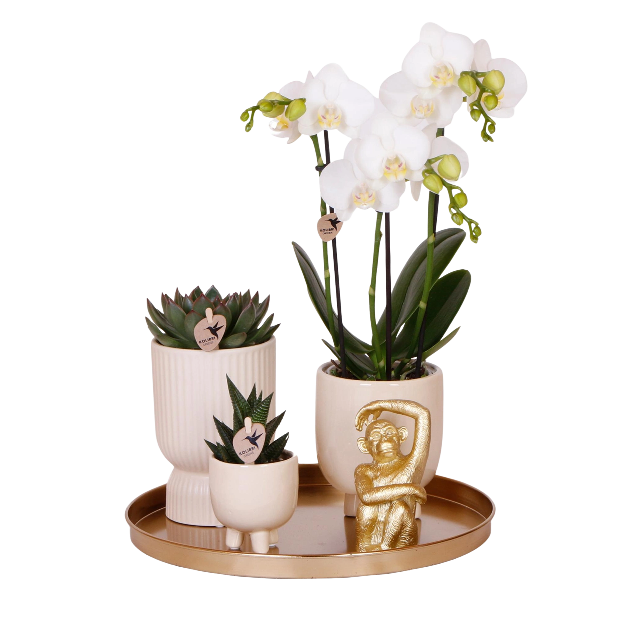 Kolibri Company – Gift set Luxury Living met witte Phalaenopsis en succulenten