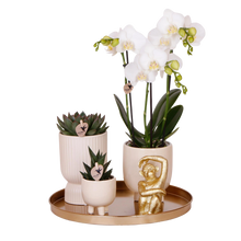 Kolibri Company – Gift set Luxury Living met witte Phalaenopsis en succulenten