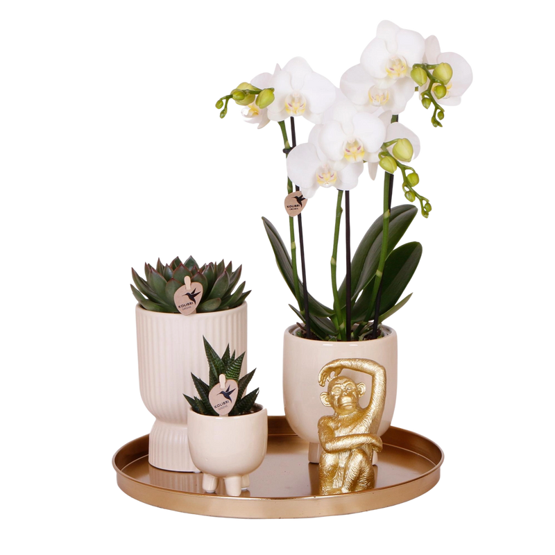 Kolibri Company – Gift set Luxury Living met witte Phalaenopsis en succulenten