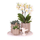 Kolibri Gift Set Slow Living – Witte Orchidee Lausanne in Beige Sierpotten
