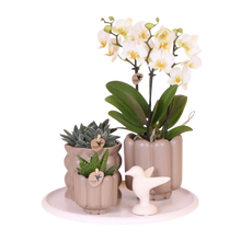 Kolibri Gift Set Slow Living – Witte Orchidee Lausanne in Beige Sierpotten